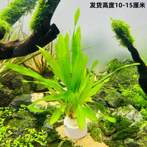 大叶绿九冠红九冠迷你九冠不用碳新手入门级易养耐活大型皇冠水草 - 图2