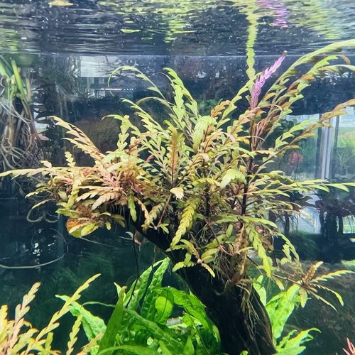 羽裂水蓑衣雨裂可粘石头沉木会发色的鱼缸淡水中后景新手易养水草 - 图1