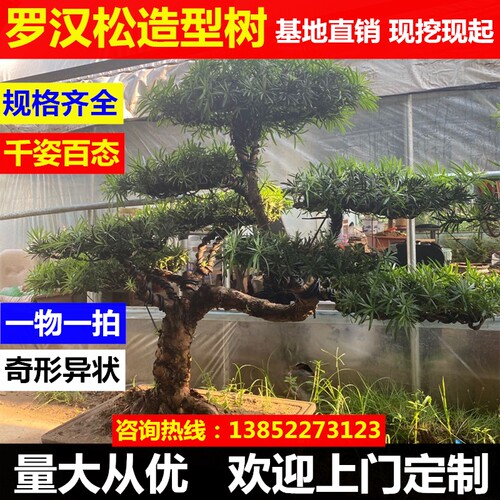 罗汉松树苗迎客松老树桩台湾米叶金钻别墅庭院造型大树盆栽盆景苗 - 图2