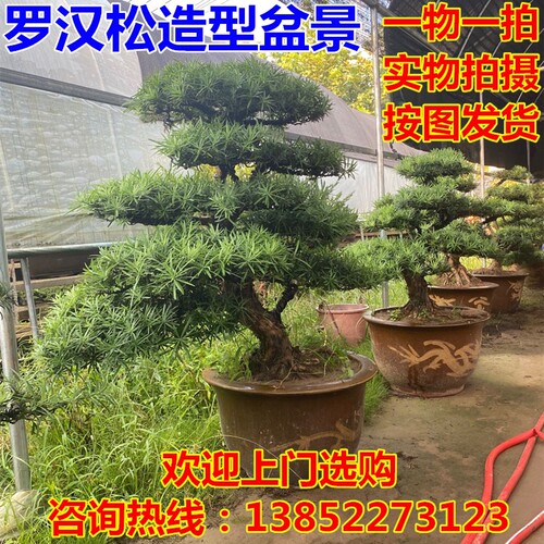罗汉松树苗迎客松老树桩台湾米叶金钻别墅庭院造型大树盆栽盆景苗 - 图0
