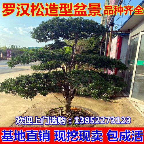 罗汉松树苗迎客松老树桩台湾米叶金钻别墅庭院造型大树盆栽盆景苗 - 图1