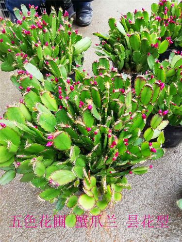 新品蟹爪兰带花苞精品仙指兰小昙花原盆带土盆栽花期3月到5月之间 - 图3