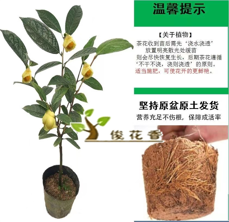 金花茶树苗盆栽防城四季金茶花山茶室内阳台庭院名贵花卉植物包邮