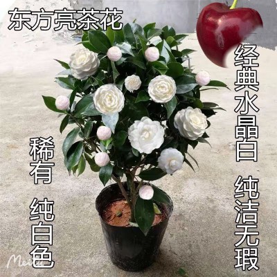 五色赤丹茶花盆栽树苗植物室内好养易活耐热花卉室外庭院顺丰包邮