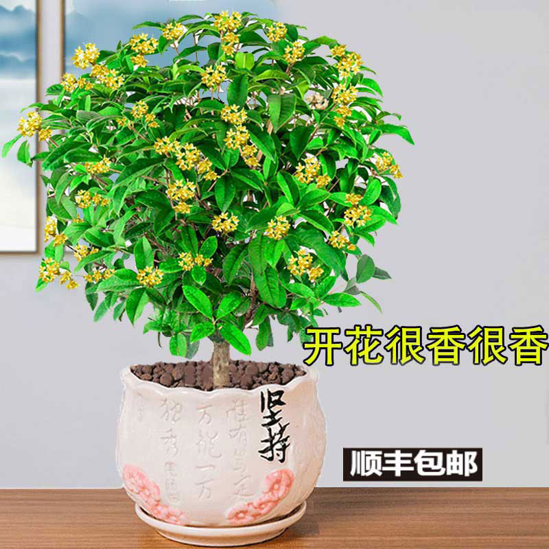 桂花盆栽月桂四季开花卉植物室内花金桂阳台树苗天香台阁净化空气 - 图0