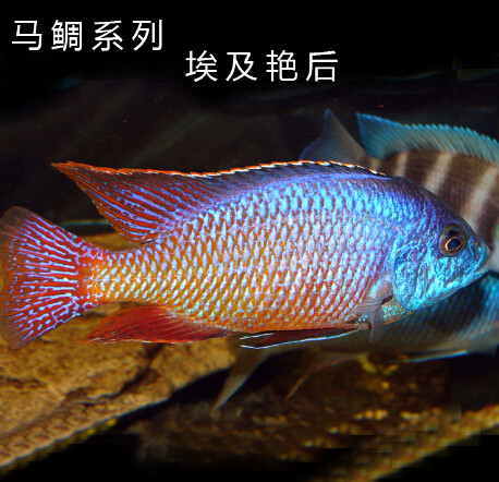 观赏鱼宠物鱼热带鱼三湖慈鲷马鲷花鲷杂鲷紫红六间发顺丰 尚春水族 淘优券