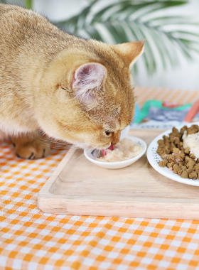 顽皮鲜封包粮幼猫零食营养