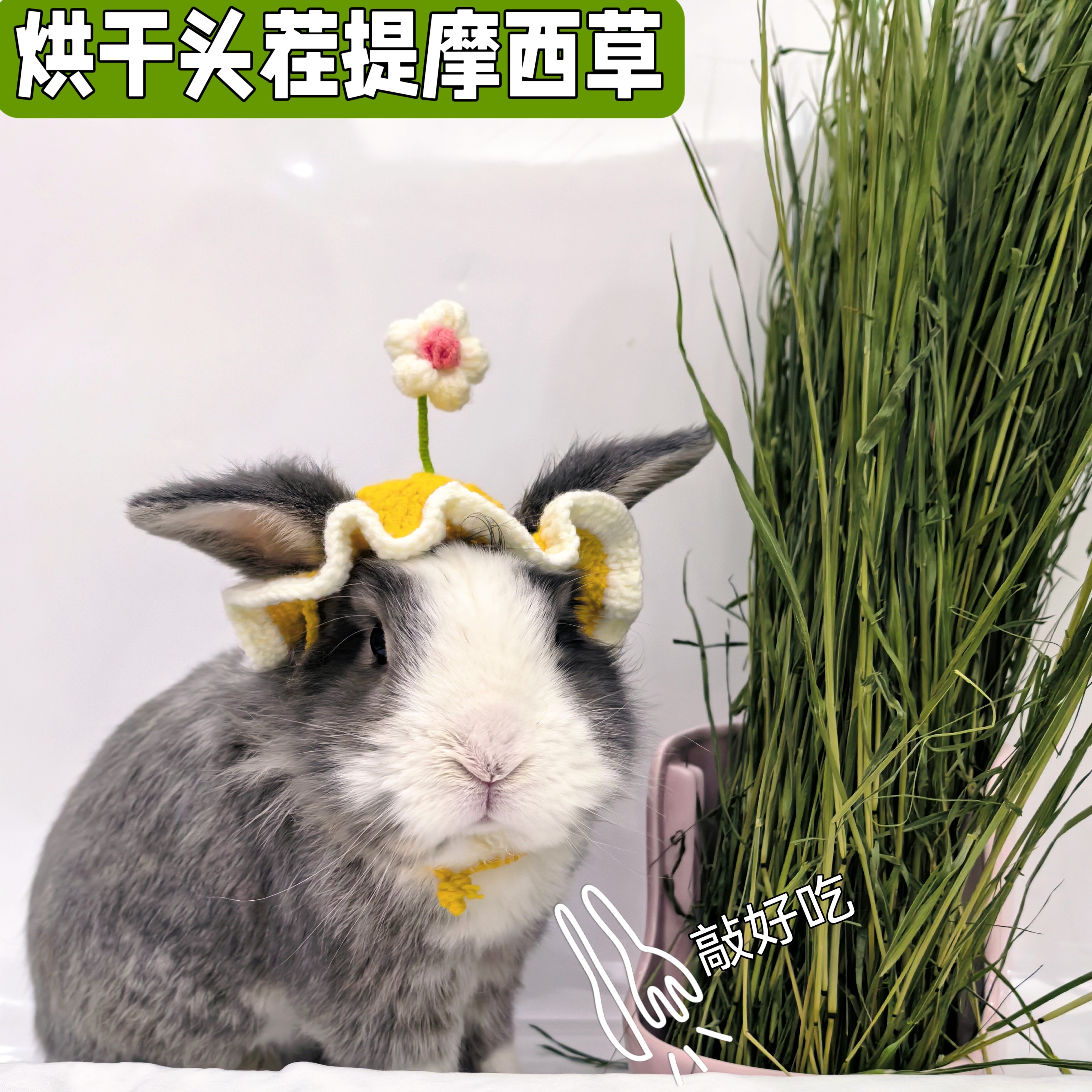 25年烘干提摩西草头茬叶子多兔兔干草荷兰猪提摩西草龙猫兔子粮草,淘宝优惠券,粉丝福利购,淘宝优惠卷