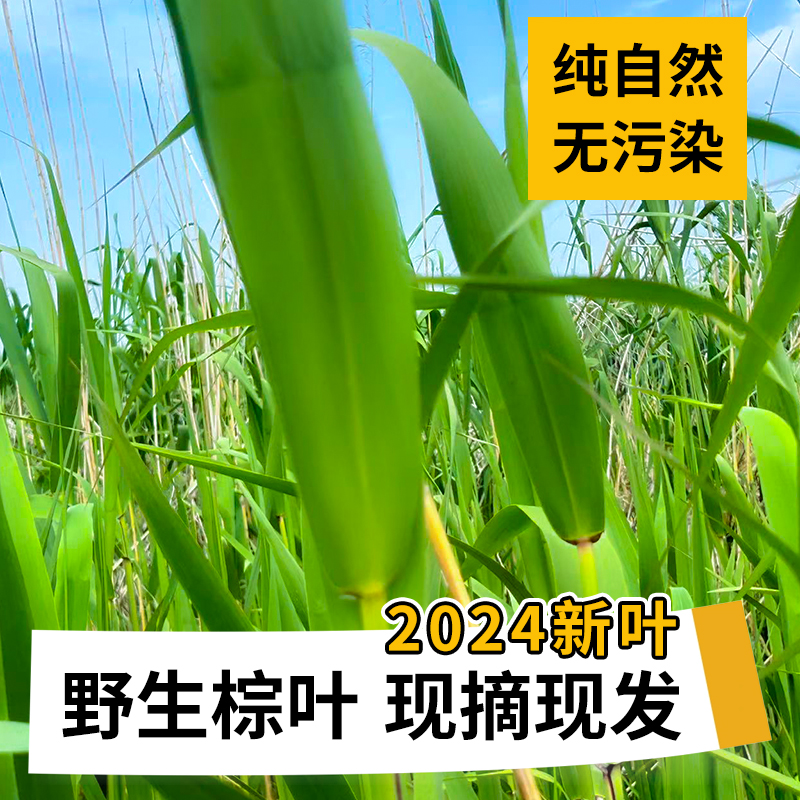 2024年新鲜野生芦苇叶 现采现发端午包粽子粽叶一份1.5斤约200片 - 图1