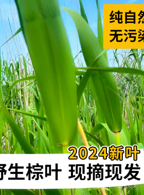 2024年新鲜野生芦苇叶 现采现发端午包粽子粽叶一份1.5斤约200片