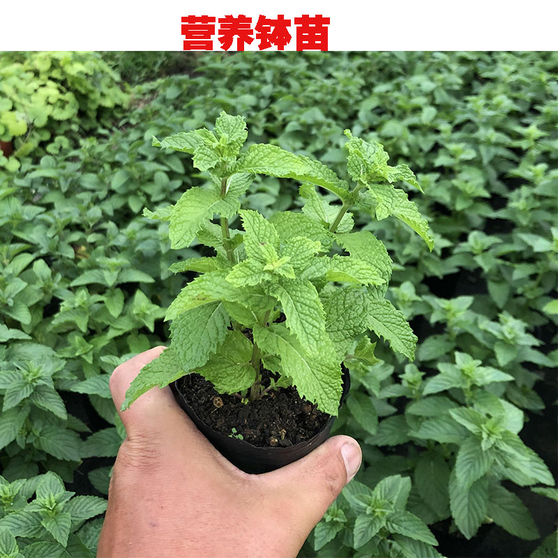 留兰香薄荷盆栽 绿薄荷荷兰薄荷香草植物西餐调酒冲泡食用包邮 - 图0