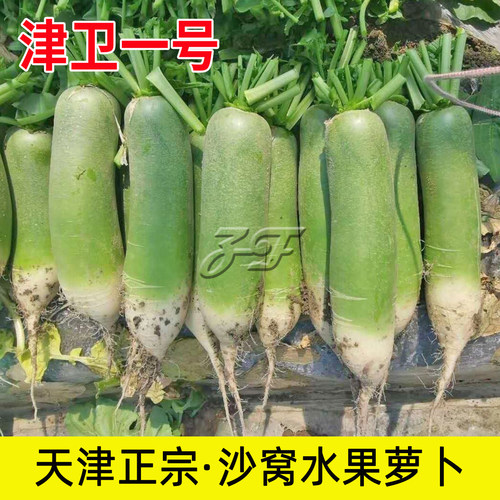 天津正宗水果萝卜沙窝萝卜种子甜脆沙沃罗卜春季秋季青萝卜种籽孑 - 图0