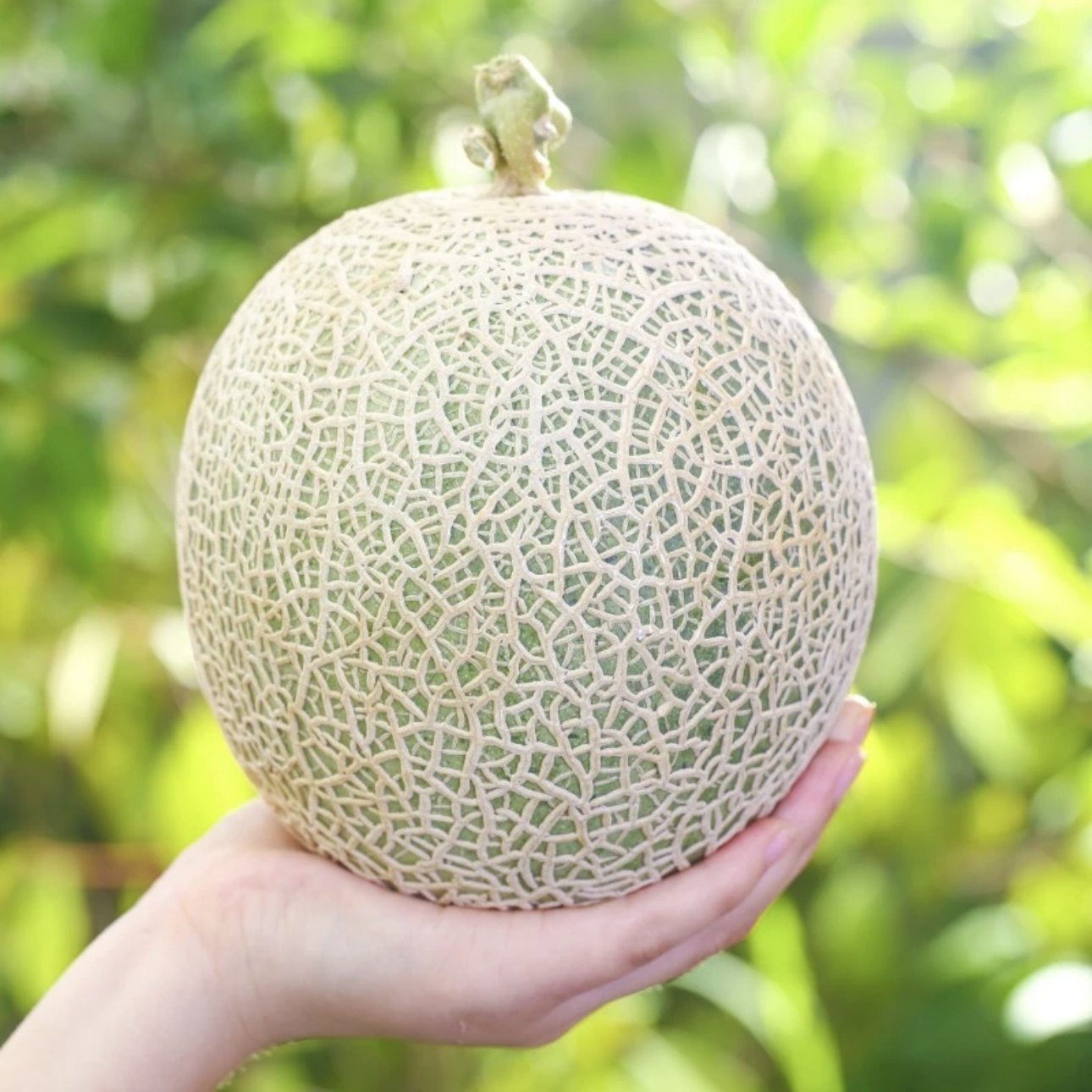 山东玫珑网纹蜜瓜网格瓜新鲜绿心哈密瓜应当季水果时令冰淇淋口感,淘宝优惠券,粉丝福利购,淘宝优惠卷