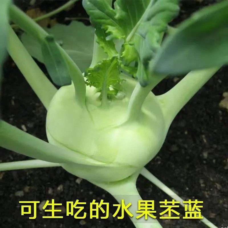 云南苤蓝新鲜水果大头菜疙瘩菜皮兰沙拉芥兰农家自种蔬菜现摘现发-图2