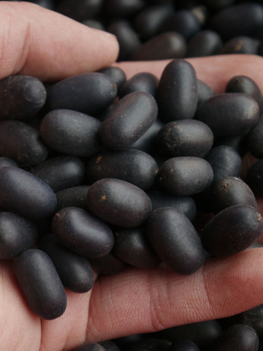 新货双肾子250g石莲子龙凤籽子肾子配风流果 阴阳子益生男性泡酒