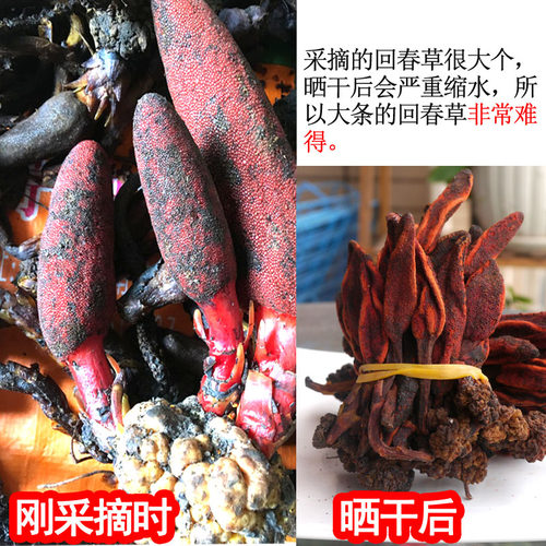 云南回春草不老草500g草苁蓉顶天柱回阳草虎鞭草补男肾泡酒水滋补 - 图0