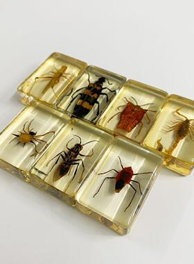 2026年新款个性潮流的真虫琥珀 标本摆件幼儿观察科普早教