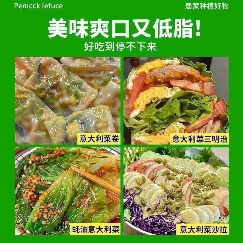 意大利生菜种子四季奶油生菜孑春夏秋冬季清脆爽口耐抽薹蔬菜种籽,淘宝优惠券,粉丝福利购,淘宝优惠卷