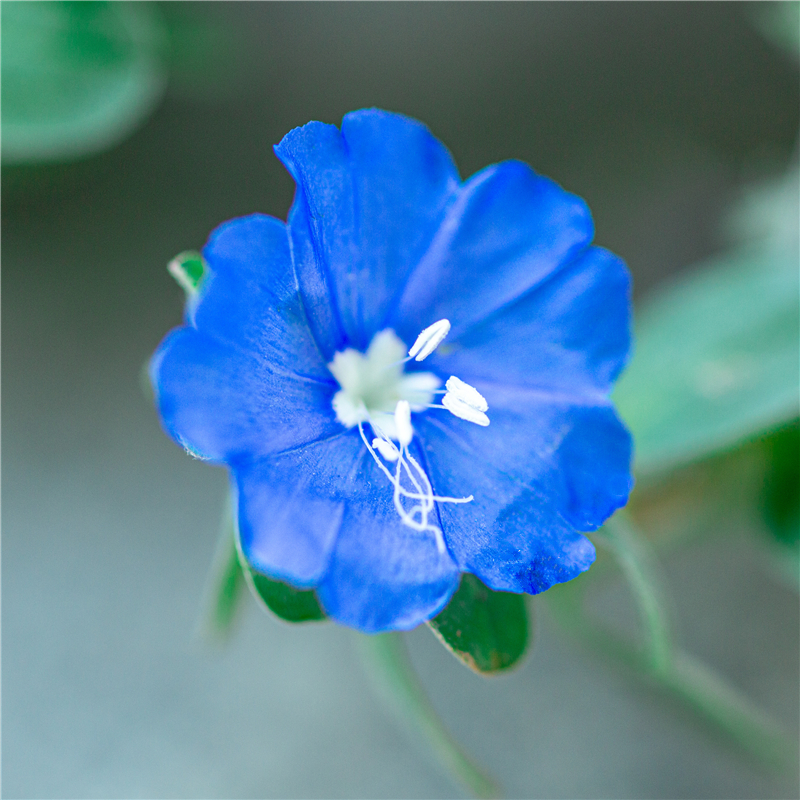 蓝星花盆栽带花苞室内阳台四季开花植物室外庭院绿植花卉长藤垂吊 - 图2