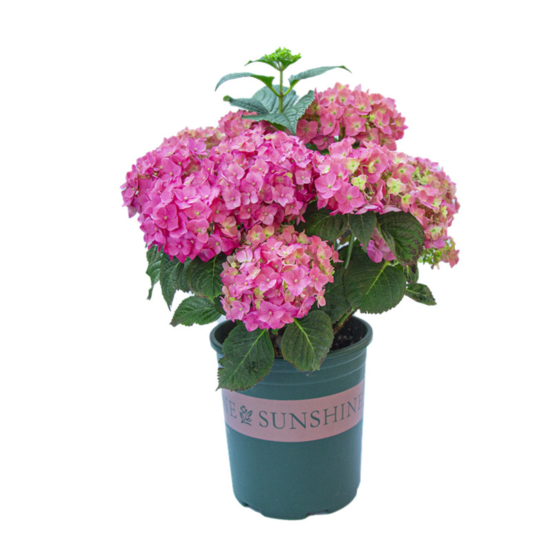 绣球花盆栽带花苞大苗开花不断室内阳台室外庭院四季花卉植物绿植,淘宝优惠券,粉丝福利购,淘宝优惠卷