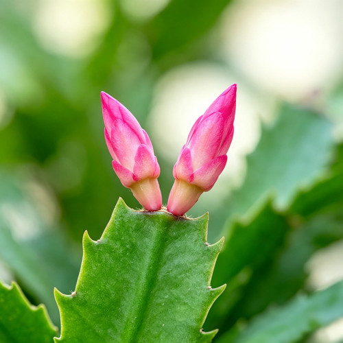 蟹爪兰盆栽带花苞办公室客厅室内阳台开花植物绿植四季花卉蟹爪莲 - 图3