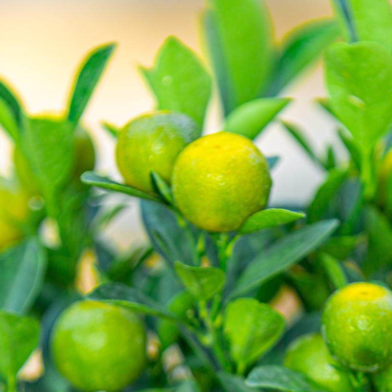 四季桔盆栽可食用阳台四季结果小青橘果树苗老桩带果绿植果苗树苗,淘宝优惠券,粉丝福利购,淘宝优惠卷