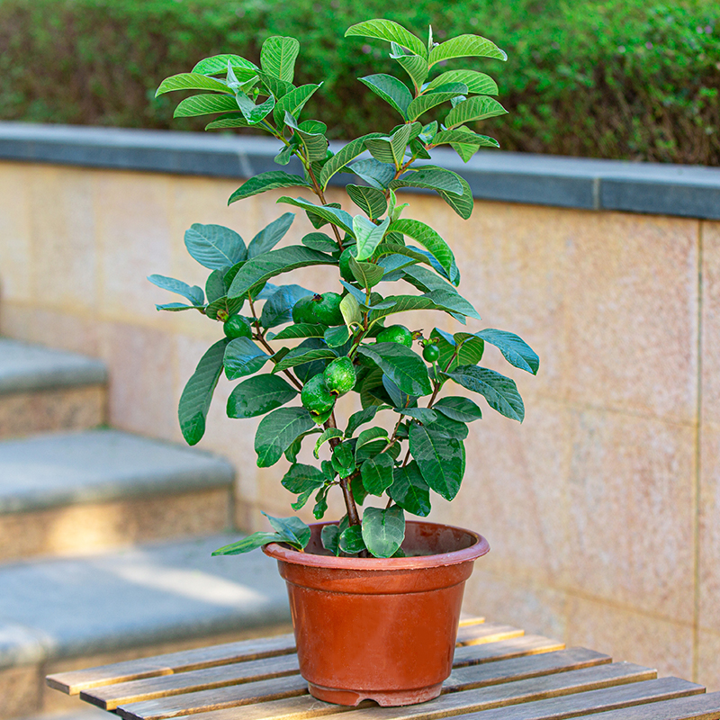 芭乐番石榴树果苗阳台花园四季结果果树北南方种植水果苗带果发货 - 图1