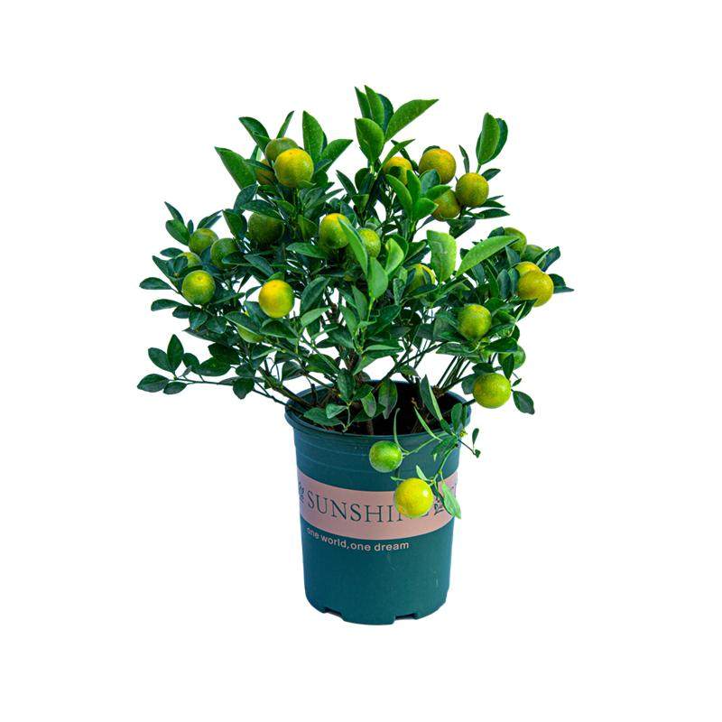 四季桔盆栽可食用阳台四季结果小青橘果树苗老桩带果绿植果苗树苗,淘宝优惠券,粉丝福利购,淘宝优惠卷