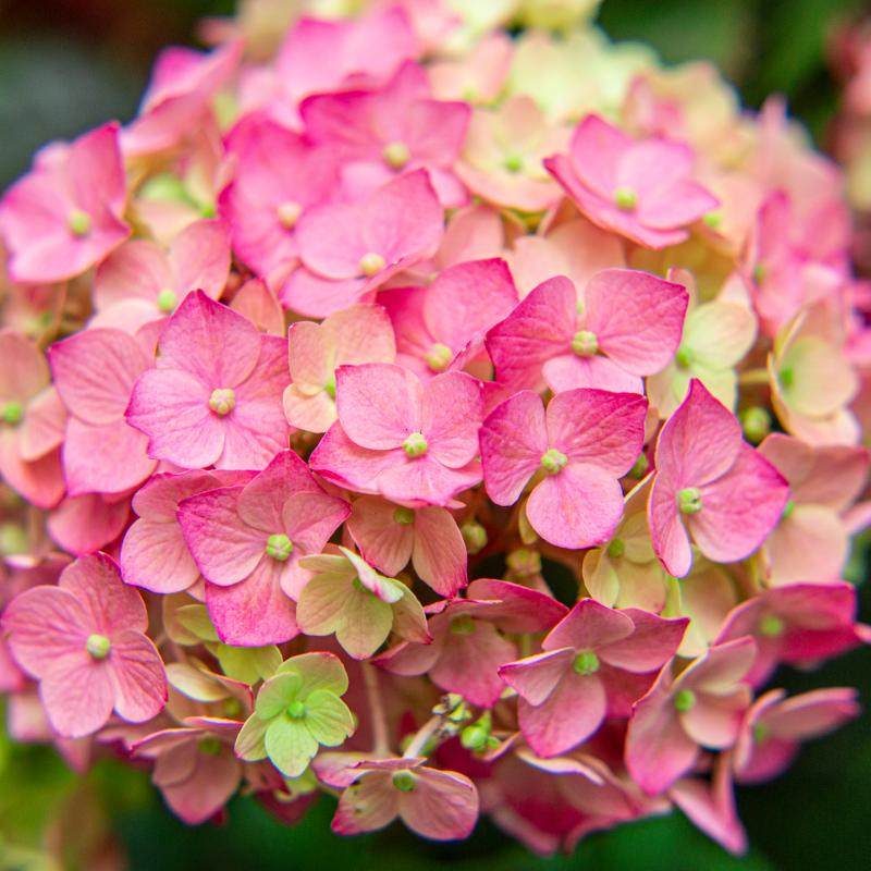 绣球花盆栽带花苞大苗开花不断室内阳台室外庭院四季花卉植物绿植,淘宝优惠券,粉丝福利购,淘宝优惠卷