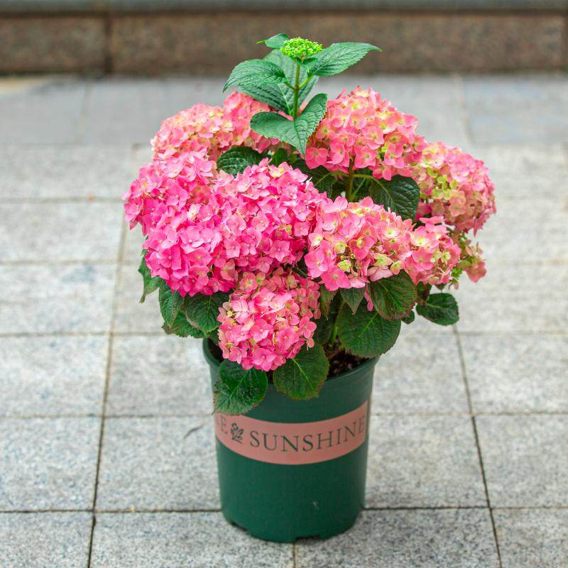 绣球花盆栽带花苞大苗开花不断室内阳台室外庭院四季花卉植物绿植,淘宝优惠券,粉丝福利购,淘宝优惠卷