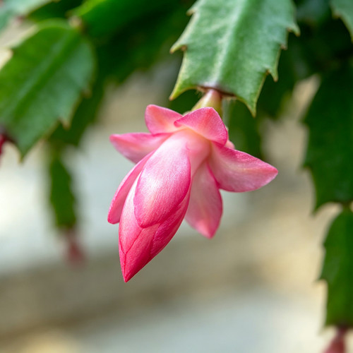 蟹爪兰盆栽带花苞办公室客厅室内阳台开花植物绿植四季花卉蟹爪莲 - 图2