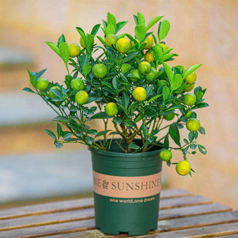 四季桔盆栽可食用阳台四季结果小青橘果树苗老桩带果绿植果苗树苗,淘宝优惠券,粉丝福利购,淘宝优惠卷