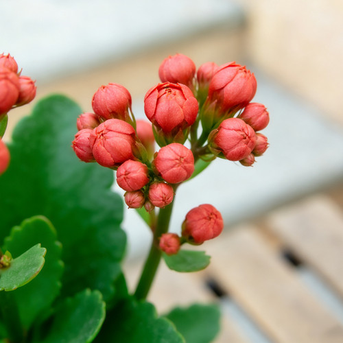 重瓣红色长寿花盆栽带花苞室内阳台室外开花植物绿植四季花卉花苗 - 图3