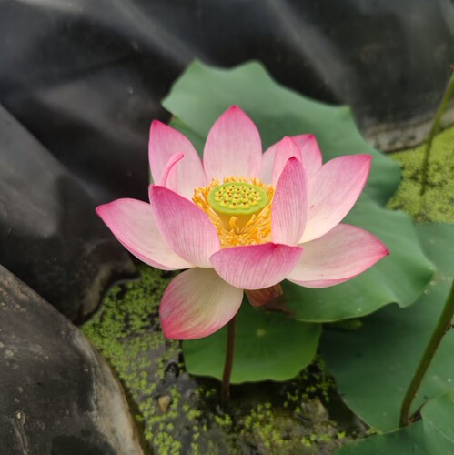 惊艳8号  真小型中型荷花碗莲睡莲种子藕盆栽水培水生植物花卉 - 图0