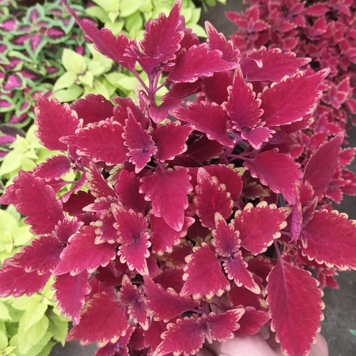 彩叶草植物七彩变色花草庭院花园调色彩叶草盆栽五色观叶绿植耐热 - 图1
