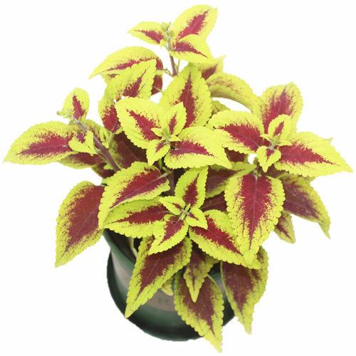 彩叶草植物七彩变色花草庭院花园调色彩叶草盆栽五色观叶绿植耐热 - 图3