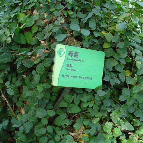 薜荔盆栽围墙假山爬墙爬藤植物小叶大叶霹雳造景绿植常绿耐晒耐阴 - 图0