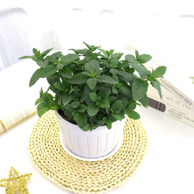 留兰香薄荷盆栽柠檬可食用迷迭香西餐大盆小苗猫薄荷叶水培驱蚊草 虎窝淘