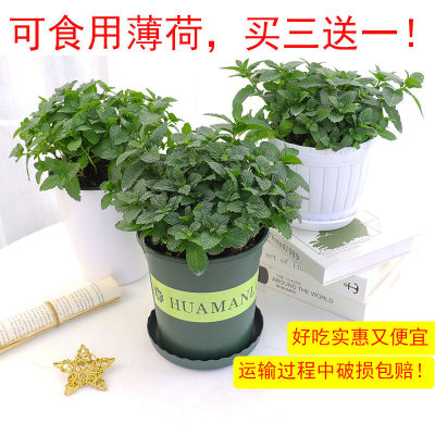 留兰香薄荷盆栽柠檬可食用迷迭香西餐大盆小苗猫薄荷叶水培驱蚊草 虎窝淘