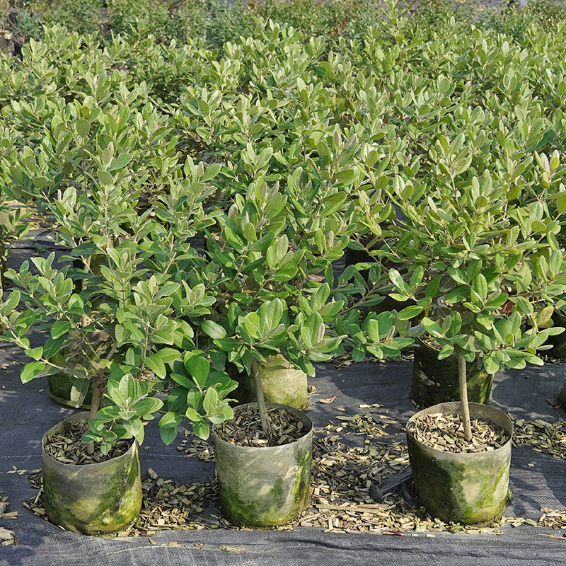 稔子苗树苗稔子果树苗山稔子苗乌稔桃金娘树苗盆栽棯子苗当年结果