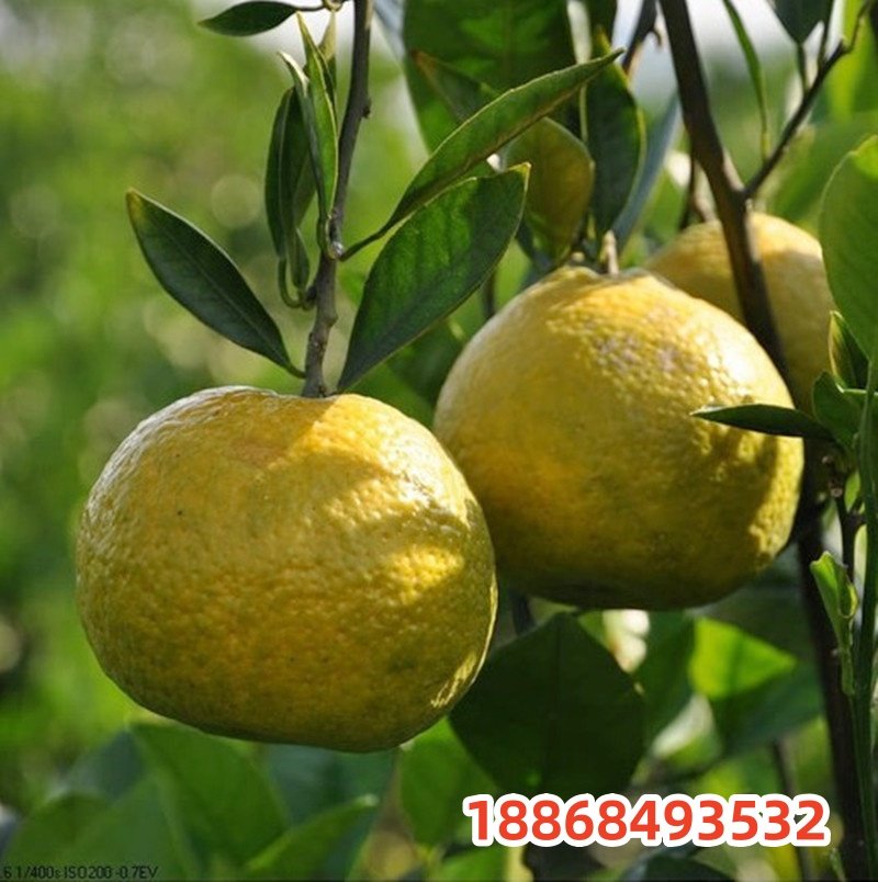 果树苗欧柑树苗农家瓯柑苦橘新鲜有机水果柑橘苗降火正宗苦柑苗,淘宝优惠券,粉丝福利购,淘宝优惠卷