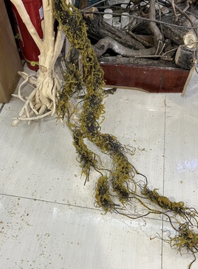 仿真青苔树藤森系苔藓枯藤