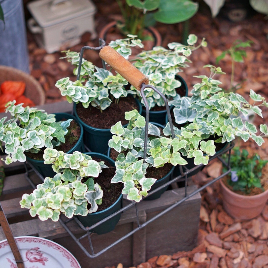 日本雪萤常春藤爬山虎室内绿植盆栽垂吊常藤蔓爬墙爬藤观叶植物