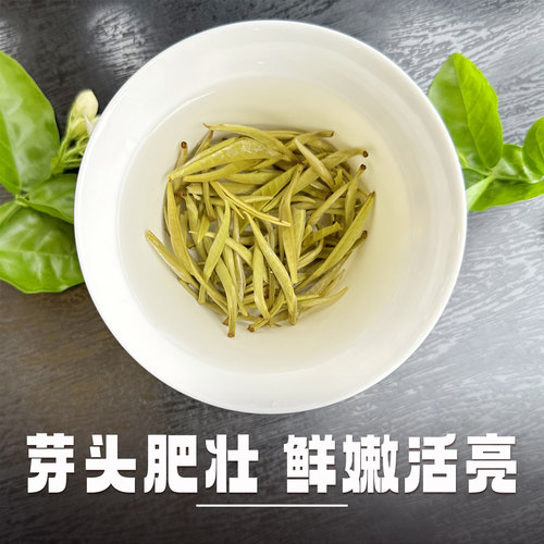 茉莉花茶2026新茶叶特种浓香型袋装茶王广西横县针王礼盒罐装包邮 - 图3