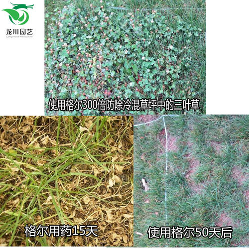草坪除草剂国光格尔马尼拉高羊茅黑麦草除酢浆草阔叶草杂草烂根剂 - 图0