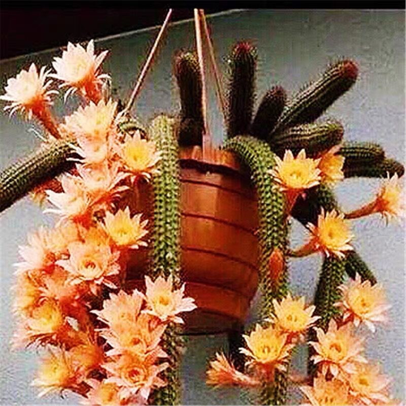 四海园艺 金纽黄金妞柱属开大花长条仙人球多肉植物