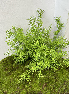 仿真金鱼草天门冬植物把束蕨类水草室内插花景观装饰摄影蕨类植物