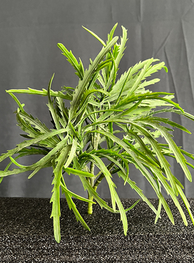 仿真绿植水草植物景观造景插花花艺水池装饰草花槽花箱插花配草