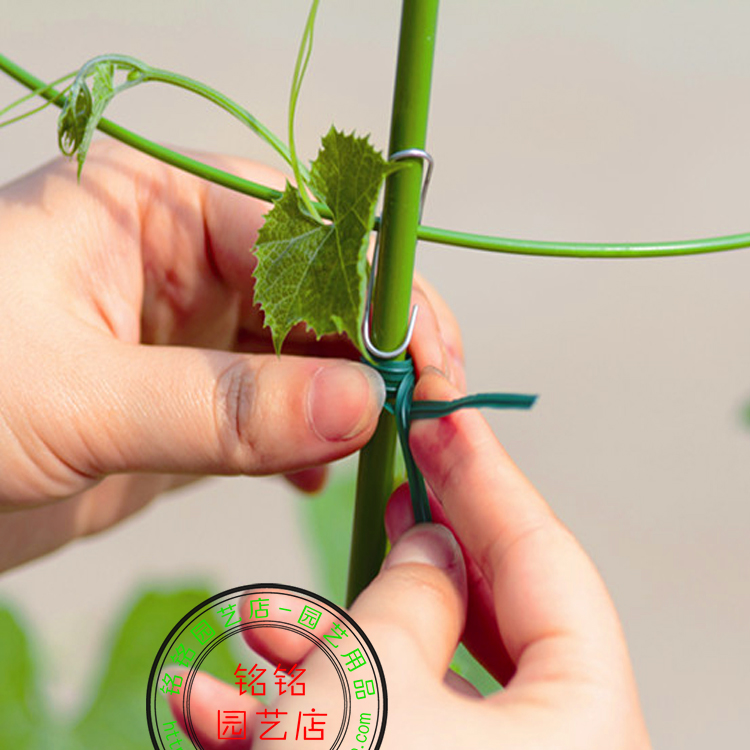 月季爬藤植物牵引绳绑扎带固定绳绿葡萄绑枝扎丝园艺自断式捆扎线-图2