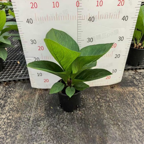 聚宝盆绿植物小盆栽办公室内桌面客厅花卉好养开业发财树四季常青 - 图0